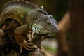 Big iguana Royalty Free Stock Photo