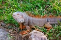 Big iguana Royalty Free Stock Photo