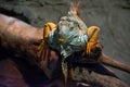 Big iguana basking on a branch Royalty Free Stock Photo