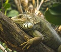 Big iguana on branch of the tree in Paris zoo Royalty Free Stock Photo
