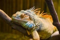 Big iguana lizard in terrarium Royalty Free Stock Photo