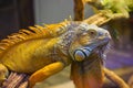 Big iguana lizard in terrarium Royalty Free Stock Photo