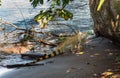 Big Iguana next to the ocean - Costa Rica Royalty Free Stock Photo