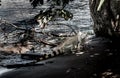 Big Iguana next to the ocean - Costa Rica Royalty Free Stock Photo