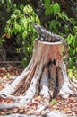 Big iguana is resting on an old and dried tree trunk in a xenote in Playa del Carmen Royalty Free Stock Photo