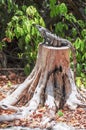 A big iguana is resting on an old and dried tree trunk in a xenote in Playa del Carmen, Quintana Roo, Mexico Royalty Free Stock Photo