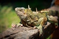 Big iguana sits on a branch in the tropics Royalty Free Stock Photo