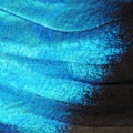 Big image of a wing of the blue morpho butterfly, high magnification. Royalty Free Stock Photo