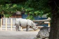 Big Indian rhinoceros eating straw in zoo Royalty Free Stock Photo