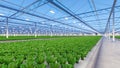 Big industrial greenhouse interior. Hydroponic indoor vegetable plant factory. Green salad farm. Concrete floor. 3D render