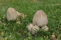 Big Inky cap mushrooms in grass in the autumn garden