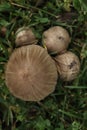 Big Inky cap mushrooms in grass in the autumn garden
