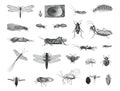 Big Insects collection. bugs beetles and fleas many species. hand drawn vintage illustration. retro poster.