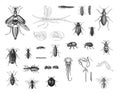 Big Insects collection. bugs beetles and fleas many species. hand drawn vintage illustration. retro poster.