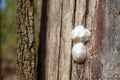 Big insects nest on a tree