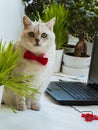 Big intelligent cat in the red bow tie sitting near with the laptop and very attentively looking at us Royalty Free Stock Photo