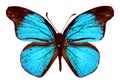 Big iridescent blue african butterflies Epitola posthumus isolated on white. Collection butterflies. Lycaenidae.