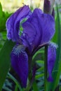 Big iris flower