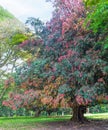 The big ironwood tree Royalty Free Stock Photo