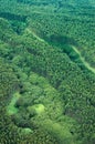 Big Island aerial shot - eucalyptus rain forest