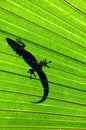 Big Island Gecko