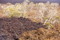 Big island hawaii kilawea national park Royalty Free Stock Photo