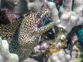 Coral reef morey eel