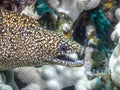 Coral reef morey eel