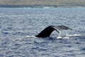 Big Island Whale Tail