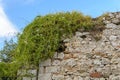 Big ivy brick wall with green leaves with blue sky background Royalty Free Stock Photo