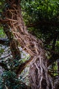 Big ivy grows over tree in national park Rosandra, Italy