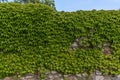 Big ivy wall with green leaves with sky background Royalty Free Stock Photo