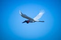 Big Jabiru stork in flight. Royalty Free Stock Photo