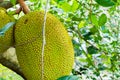 Big Jackfruits on a tree Royalty Free Stock Photo