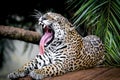 Big jaguar from the Brazilian rainforest with open mouth showing teeth and large tongue