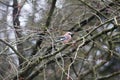 Big jay bird with blue feathers perched in cherry tree