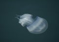 Big jellyfish in Blask Sea, Europe Royalty Free Stock Photo