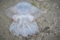 Big jellyfish - kornerot thrown to the sandy shore. Royalty Free Stock Photo