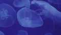 Big jellyfishes close-up
