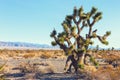 Big Joshua Tree in the Mojave Deserte, California, United States Royalty Free Stock Photo