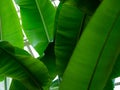 Big juicy meaty greeen decorative banana leaves Royalty Free Stock Photo