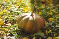 Big juicy pumpkin on the grass. Autumn leaves. Sunlight. Autumn Royalty Free Stock Photo