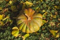 Big juicy pumpkin on the grass. Autumn leaves. Sunlight. Autumn Royalty Free Stock Photo