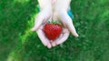 Big juicy ripe red strawberry in the hands of a little girl on a background of green grass on a summer sunny day Royalty Free Stock Photo