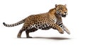 Big jumping jaguar isolated on white created with Generative AI. Spotted fur. Royalty Free Stock Photo