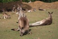 big kangaroo napping