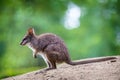 Big kangaroo portrait in forest Royalty Free Stock Photo