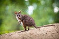 Big kangaroo portrait in forest Royalty Free Stock Photo