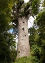 Big kauri tree Royalty Free Stock Photo