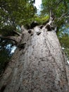 Big kauri tree Royalty Free Stock Photo